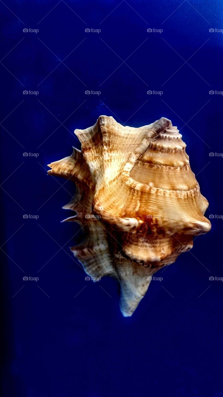 Seashell