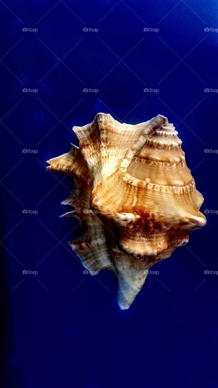 Seashell