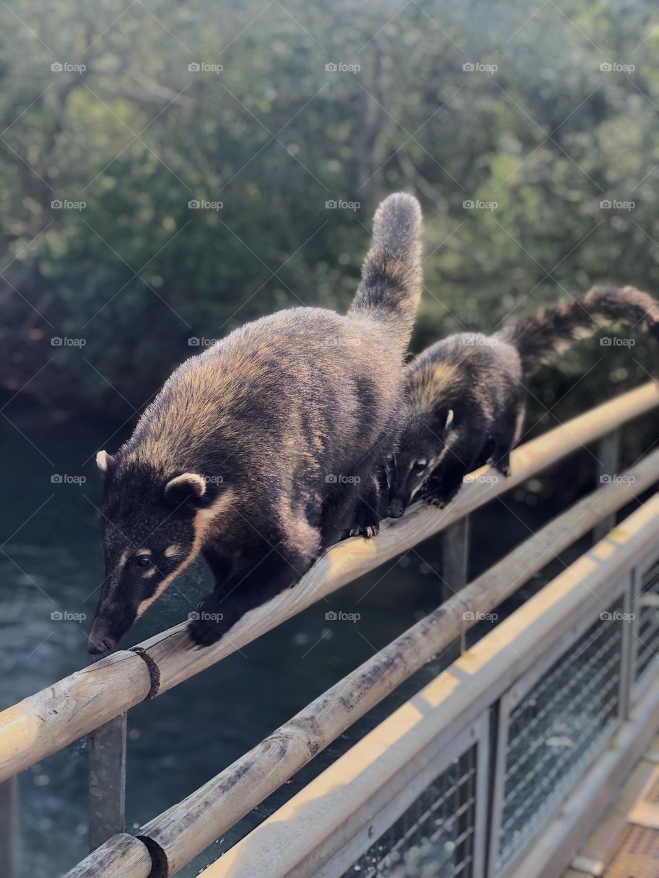 Coaties walking at Iguazu Falls