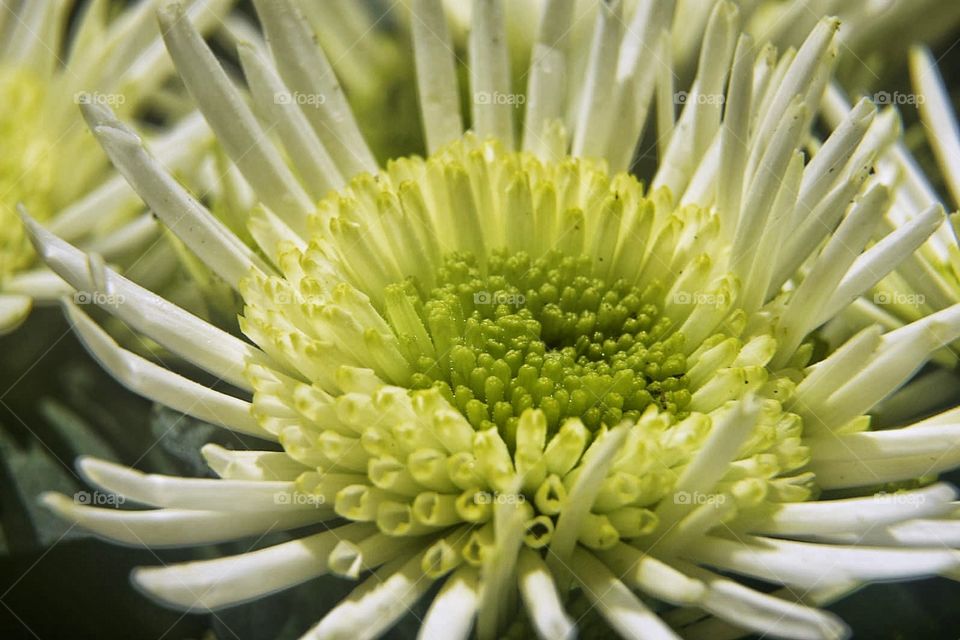 White and green flower