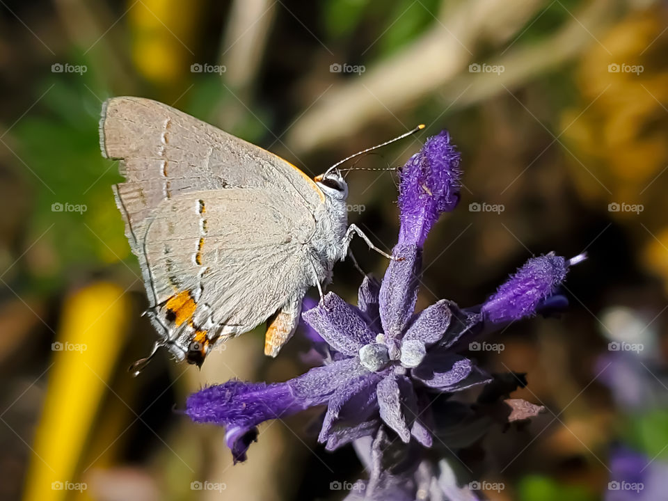 Close up of the small gray hairstreak butterfly on a purple mystic spires flower. ( Strymon melinus )