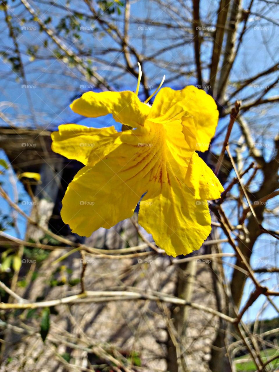 Ipê amarelo reluzindo na luz do sol.