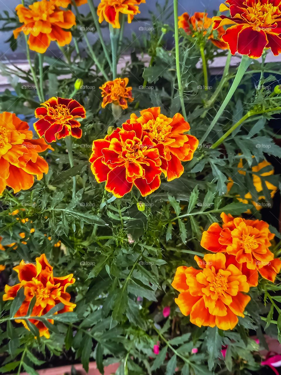 Marigolds