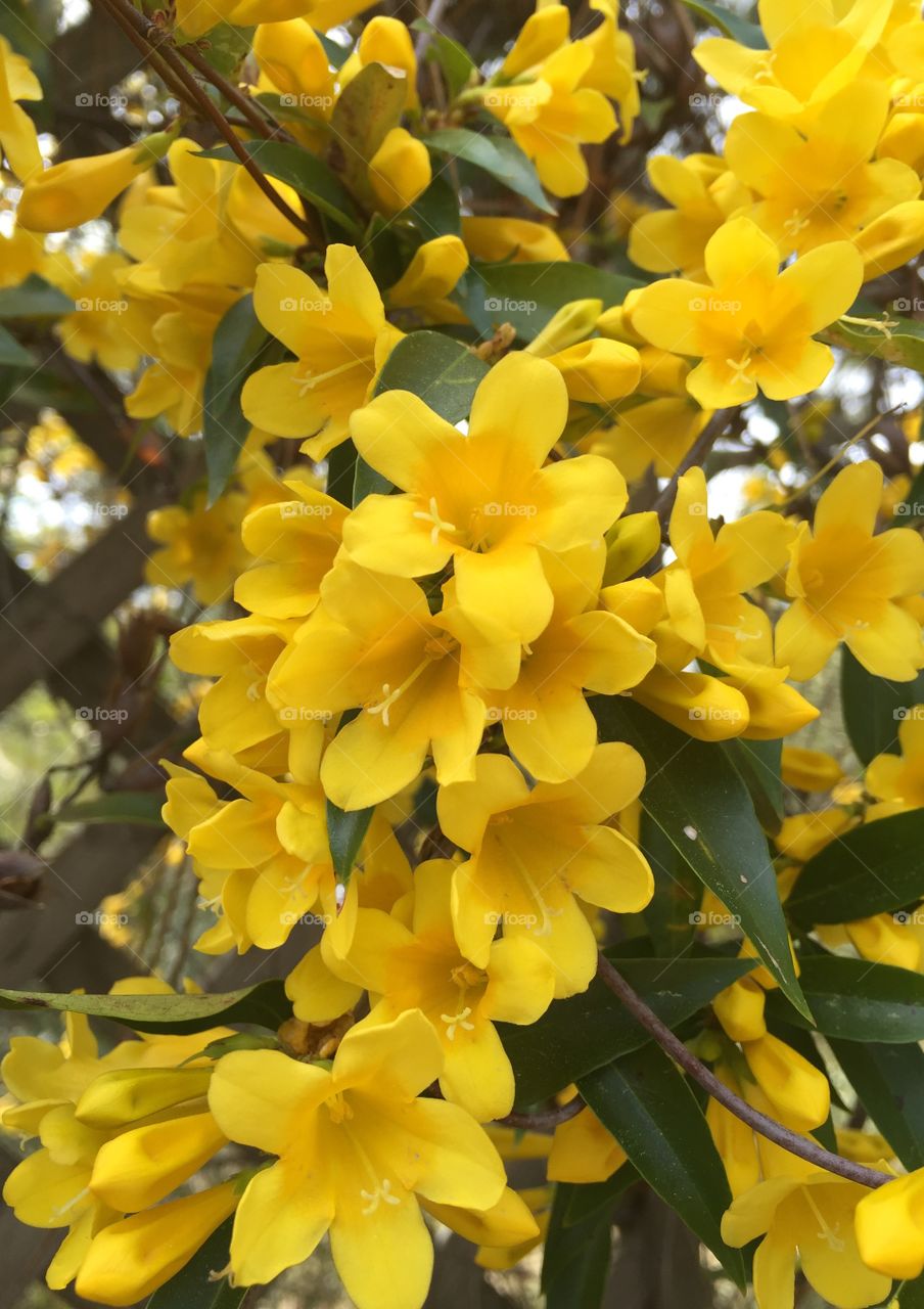 Blooming yellow flowers in forest