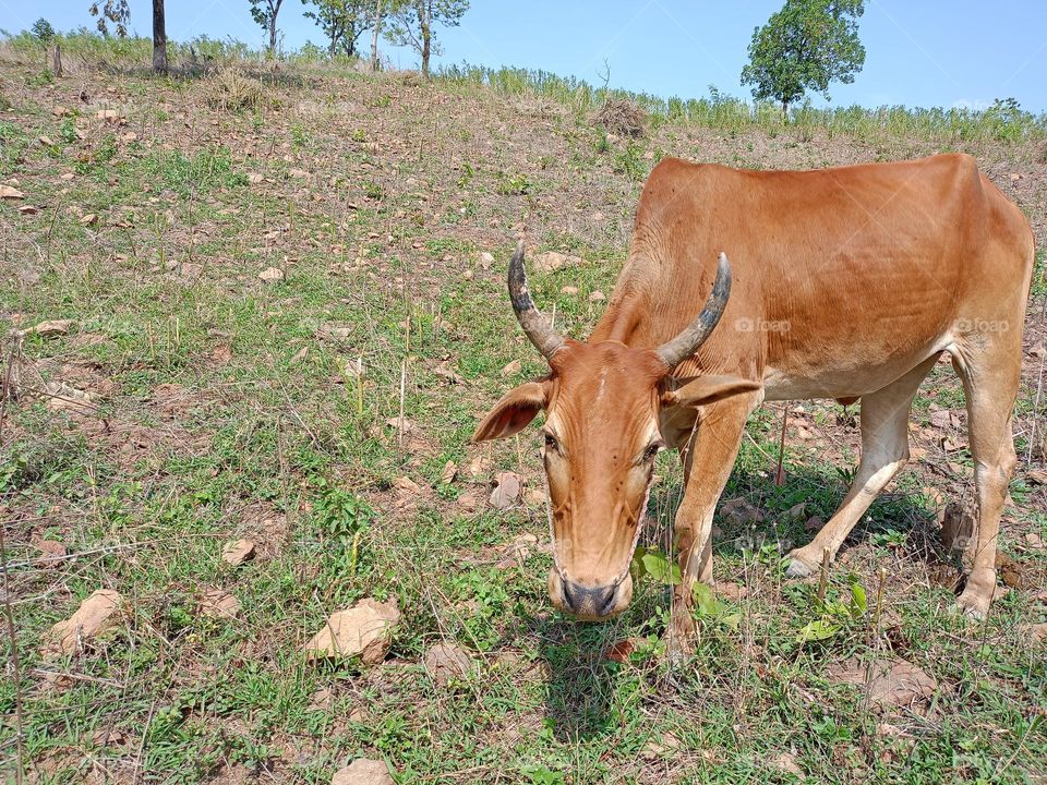 bulla grass
so good nature of
india mei baill ko devta bhi maante hai ye
khule maidaan par rahte hai