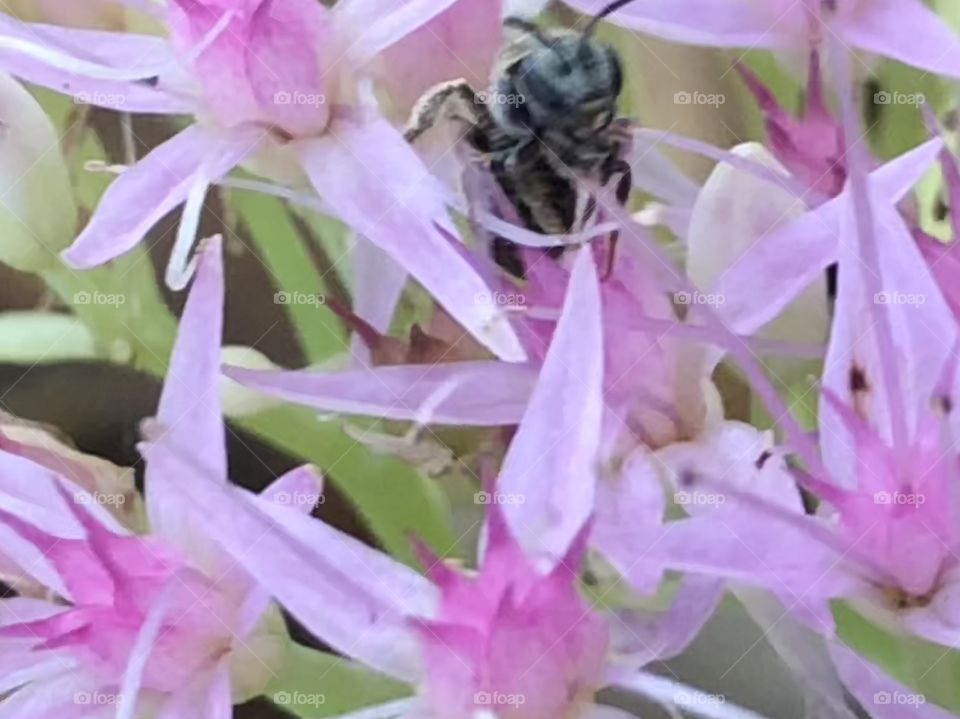 Bug in flower