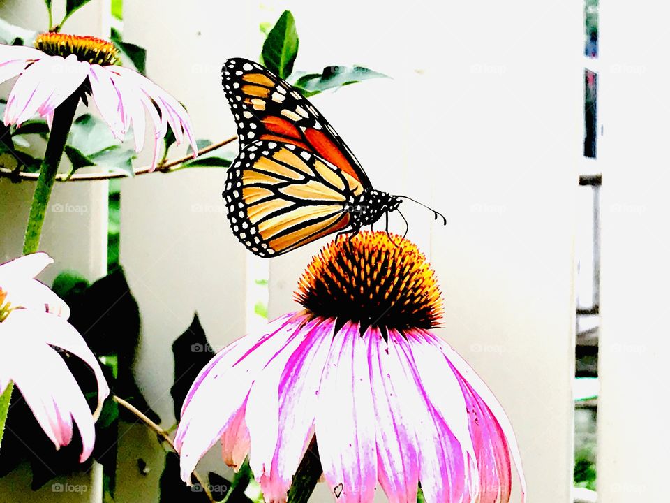 Gorgeous monarch butterfly perched atop a bright pink flower looks stunning against stark white fence in background. 