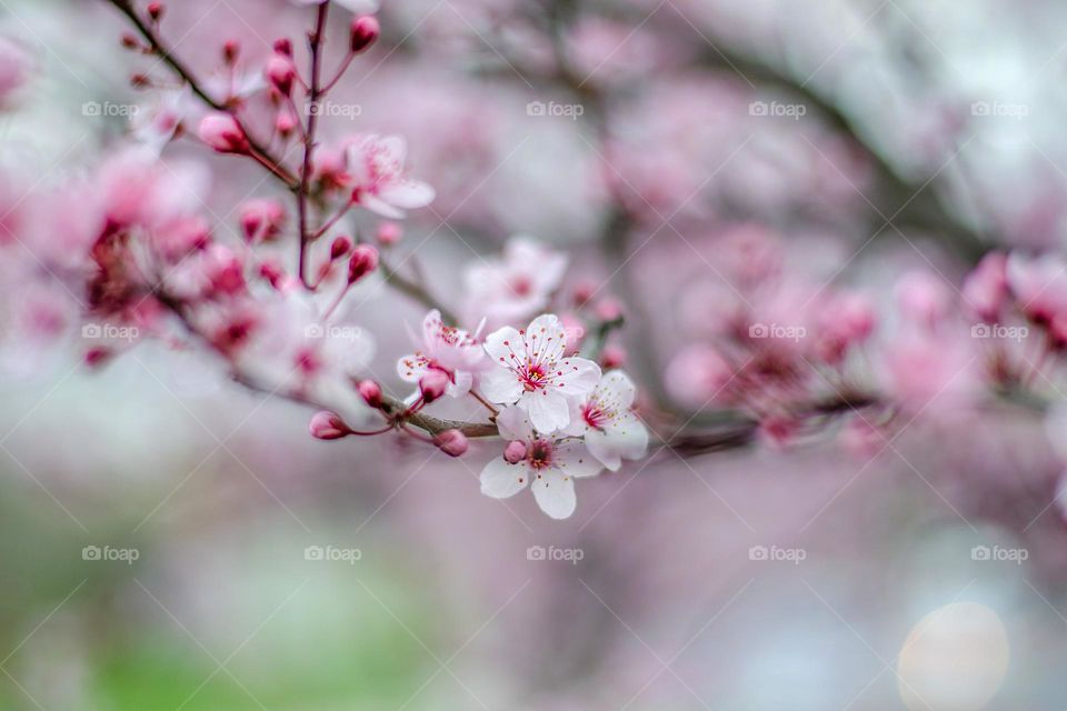 Spring Flowers, Close up