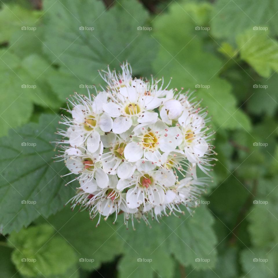 On the Ball. Pacific ninebark, Tilden Regional Park, CA. 