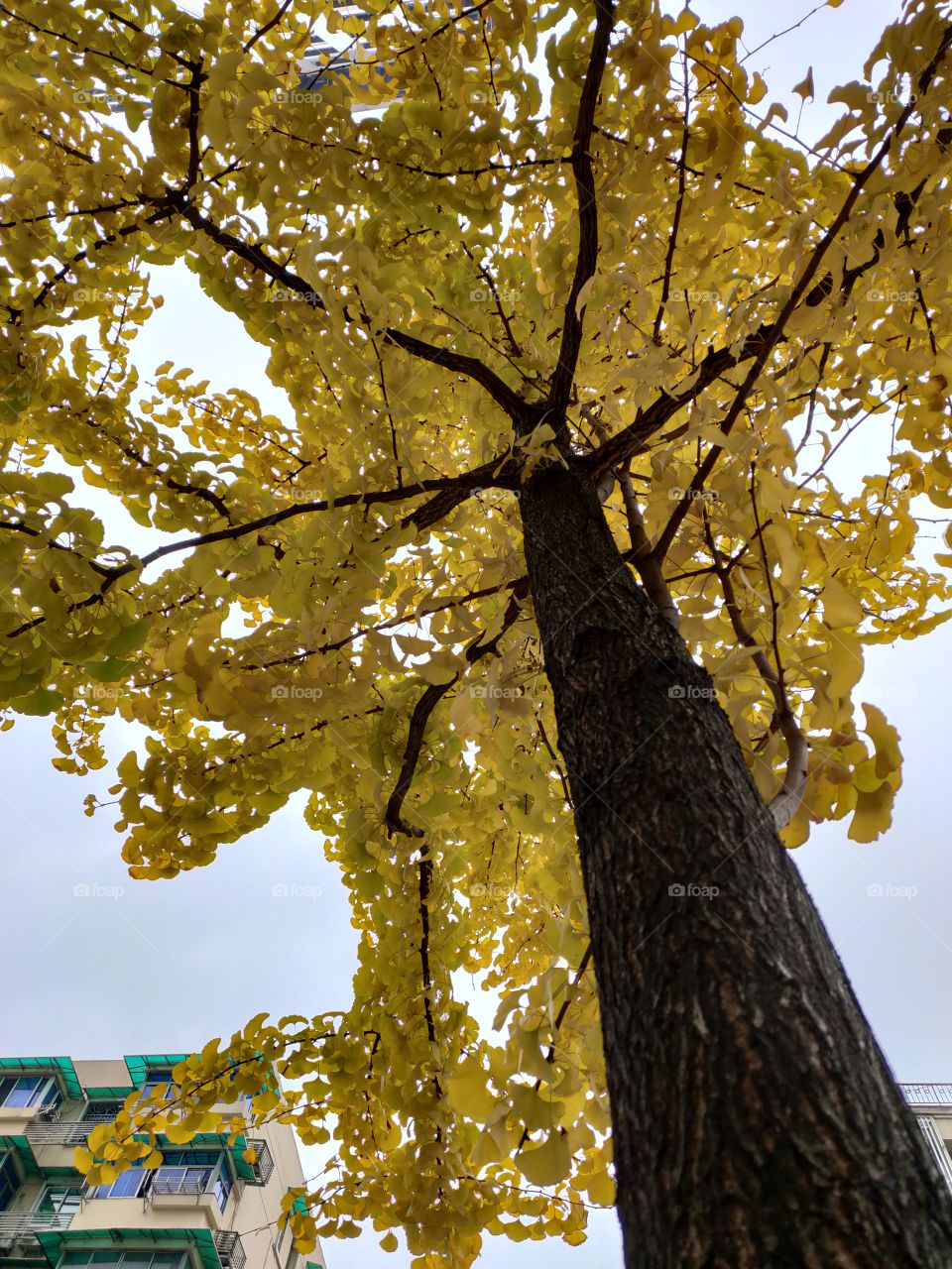 yellow leaves