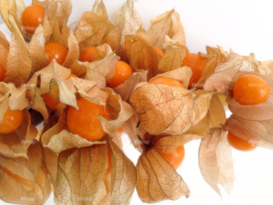 Physalis