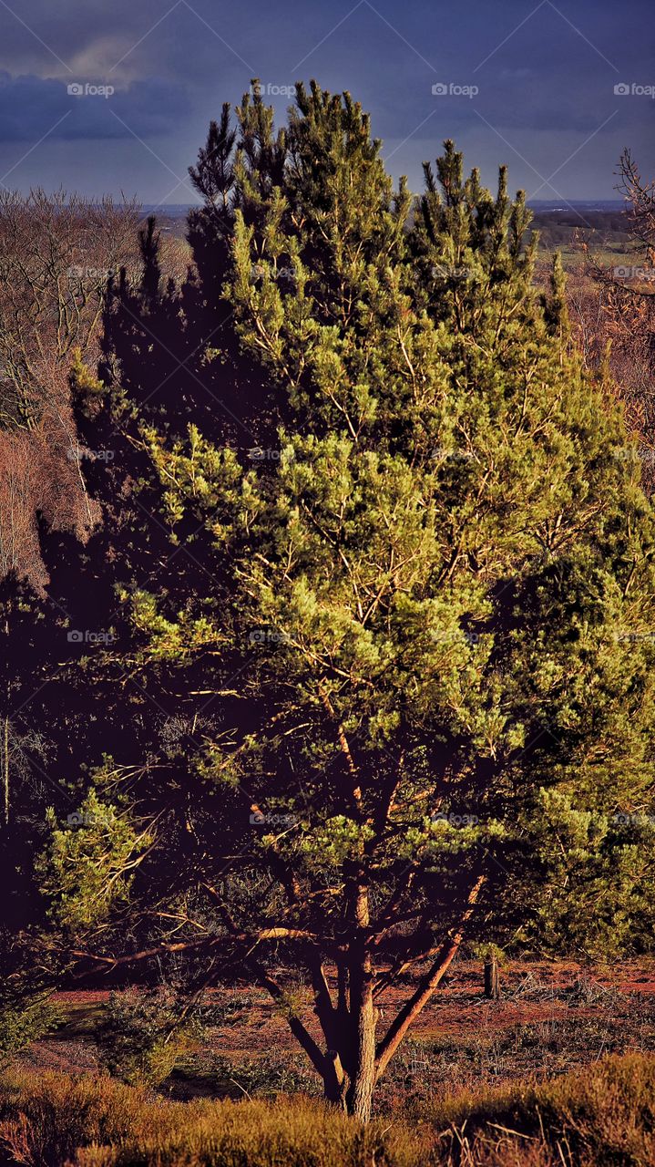 Trees in forest with conifer evergreen trees in late Autumn / early winter. View over moorland and heathland. 