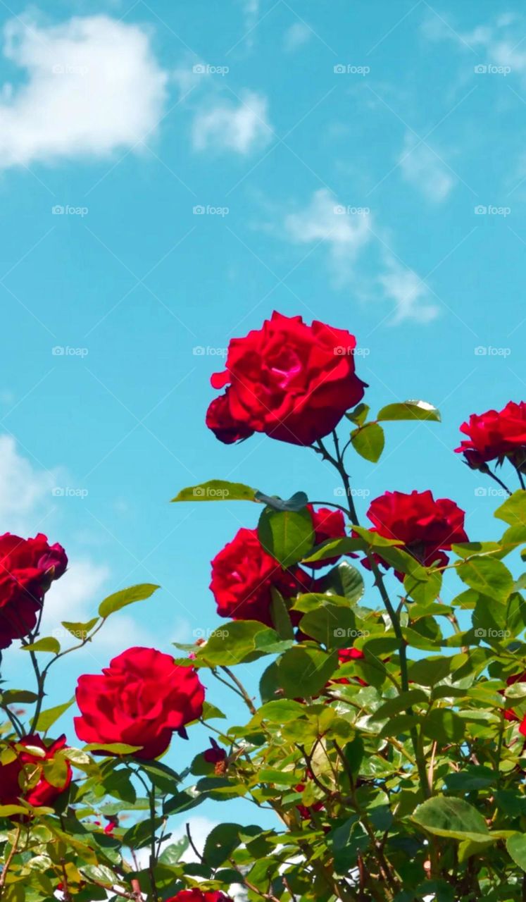 Beautiful red roses looks so nice on plant nice garden red roses