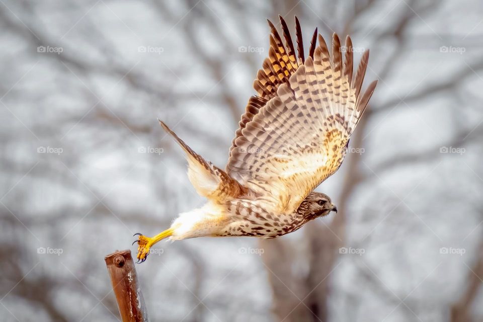 A red-shouldered hawk launches from a fence post. Raleigh, North Carolina. 