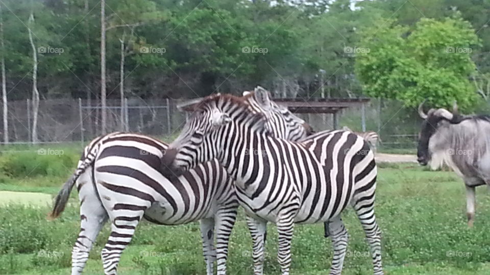 Zebras