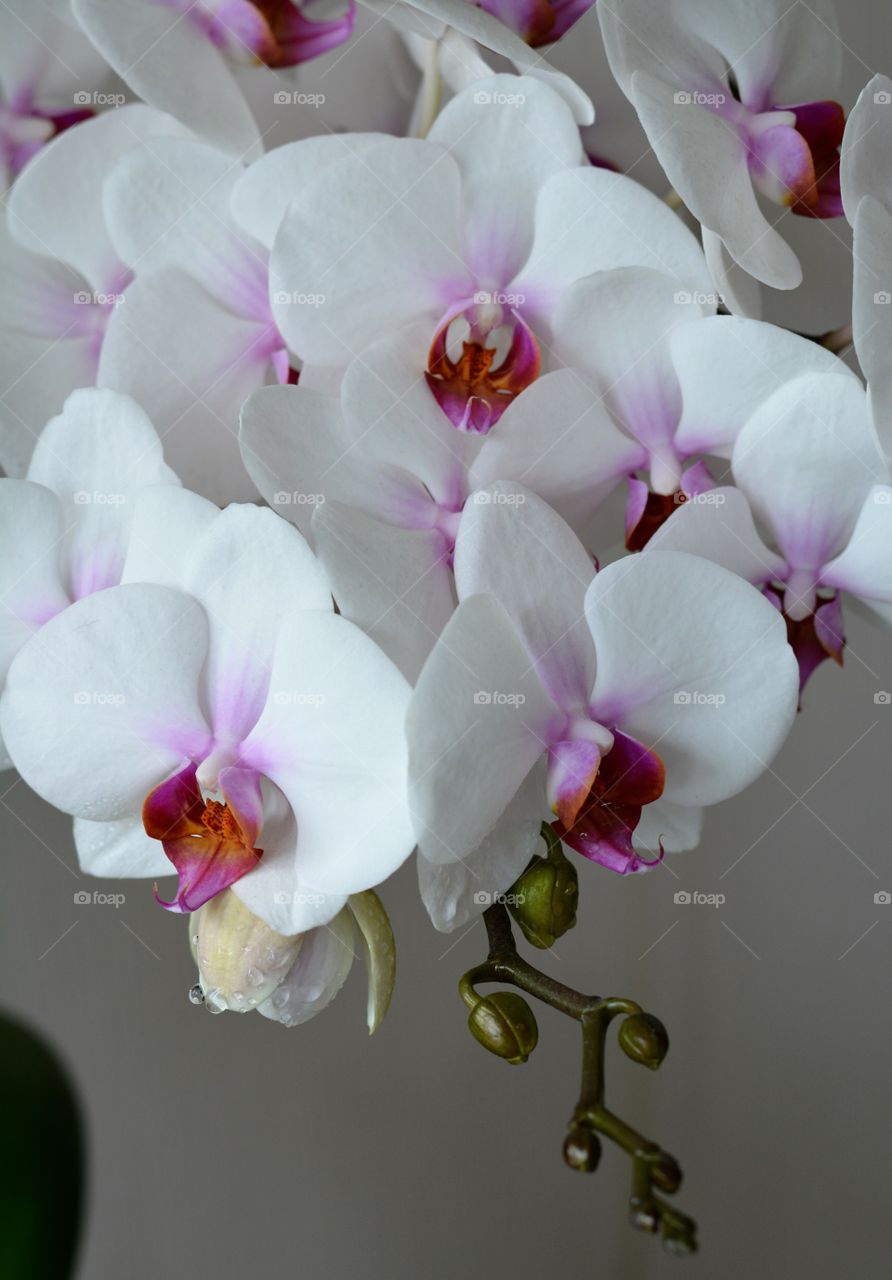 orchid flowers house plants beautiful decorative