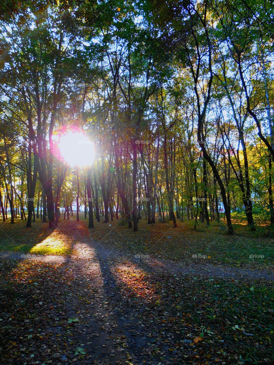 Dawn, Leaf, Sun, Wood, Nature