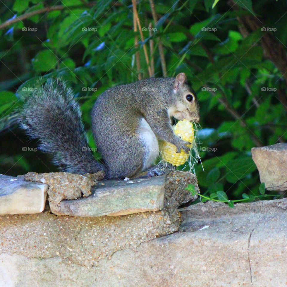 A squirrel catching a quick bite 