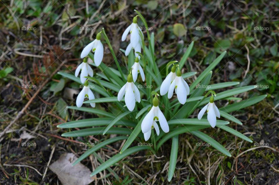 Snowdrop growing in soil