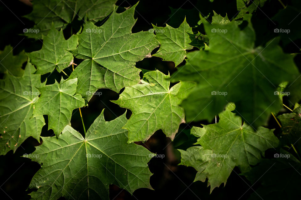 Maple green leaves 