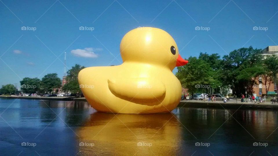 Big Duck in pond