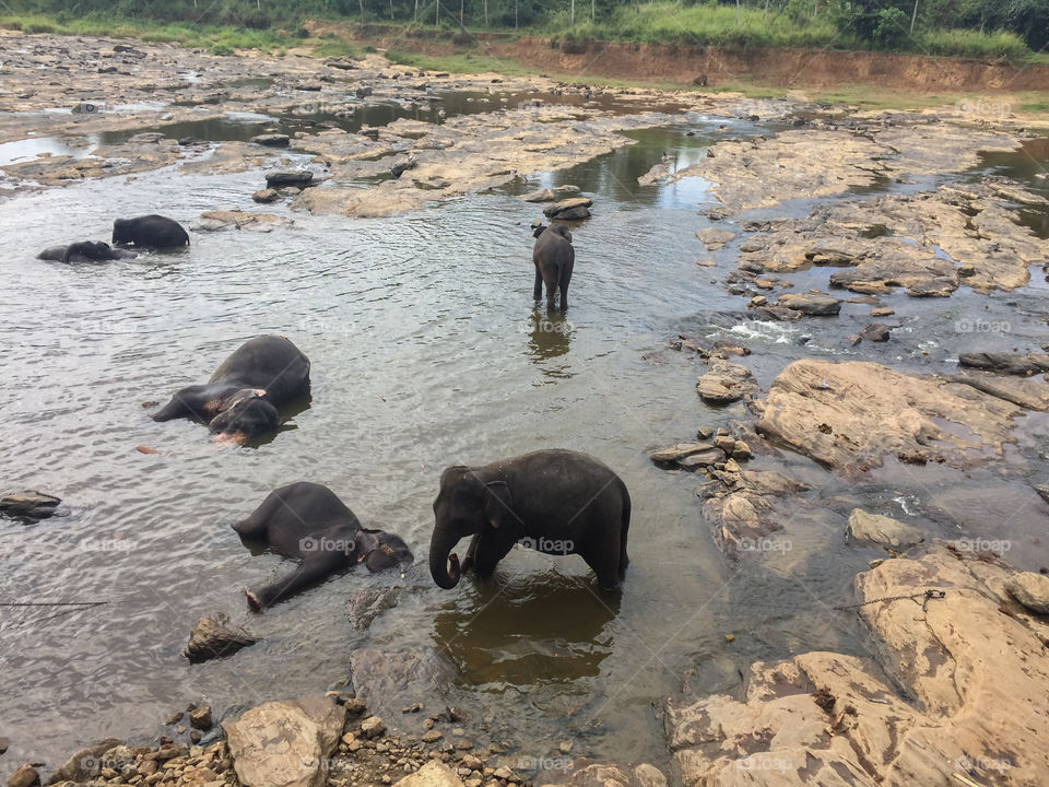 Elephants bathe at the tropical river