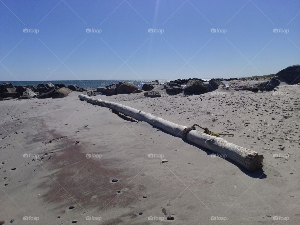 Dead tree on the beach 