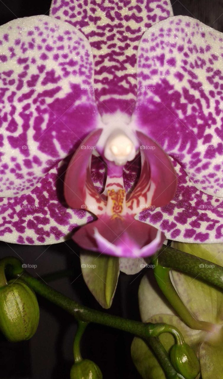 мои любимые орхидеи