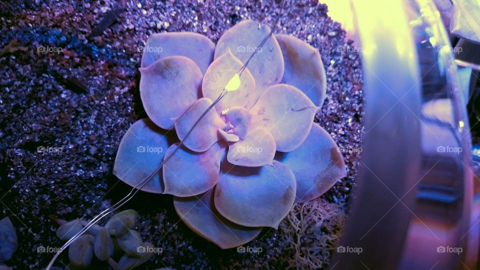 Succulent String Light