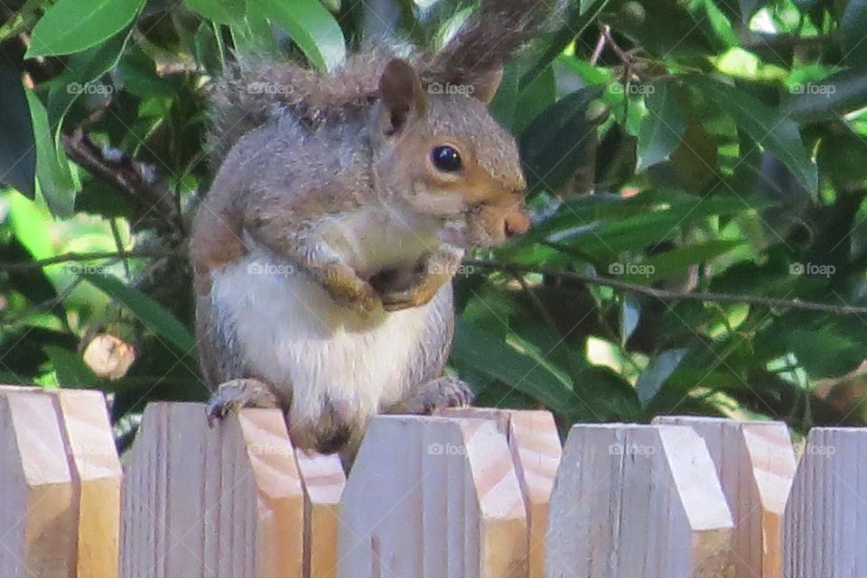 Squirrel on the fence