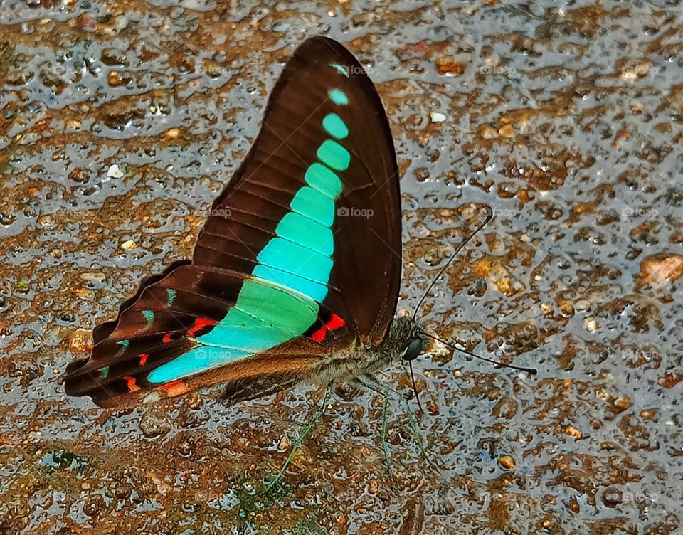 Beautiful Blue butterfly