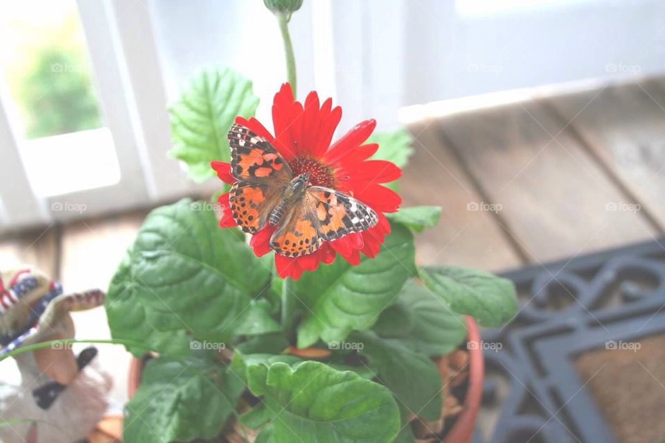 Butterfly on Daisy