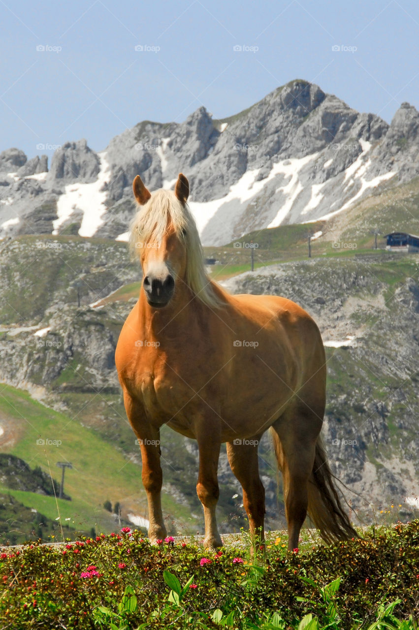 Wild horse in the mountains