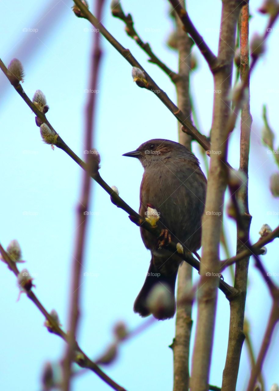 Somewhere between the branches