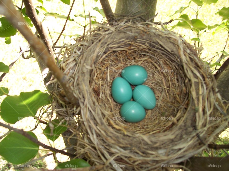 Robin Eggs