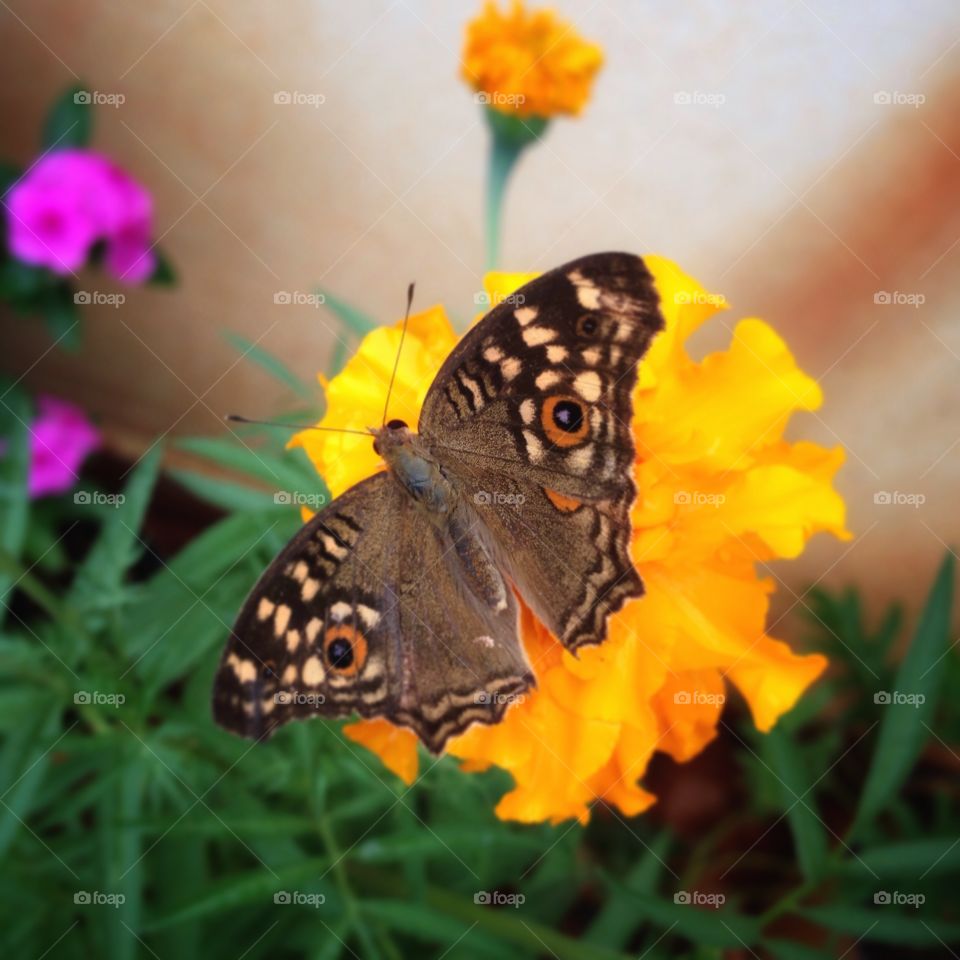 butterfly . a pretty visitor to my garden