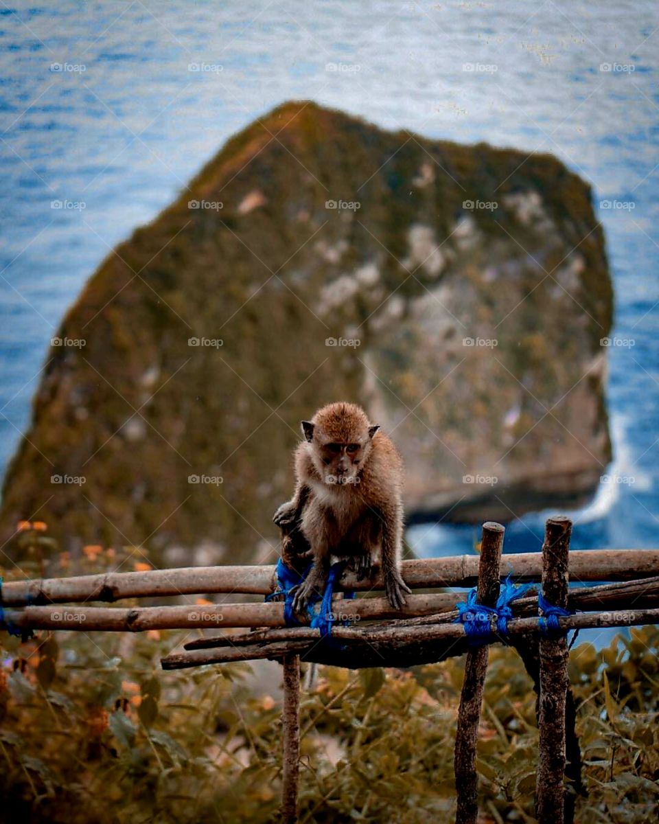 monkey indonesia