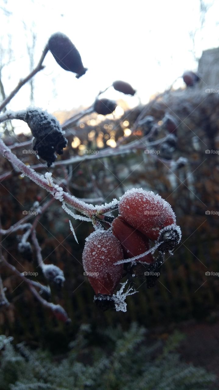 frozen rose hip