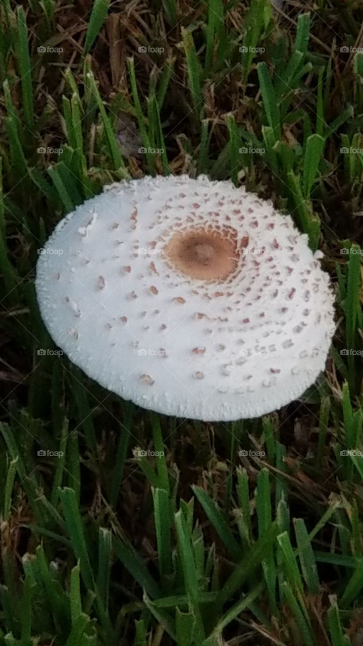 over watered lawn mushroom