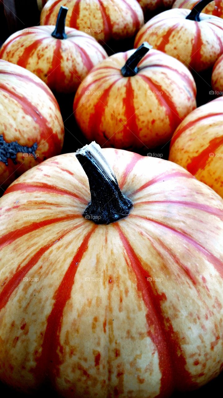 pumpkin fall striped courts