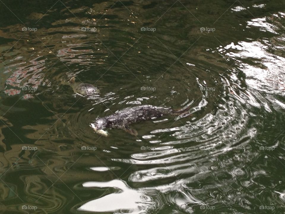 Mother harbor seal with pup, fishing in Ketchikan Creek during salmon run 