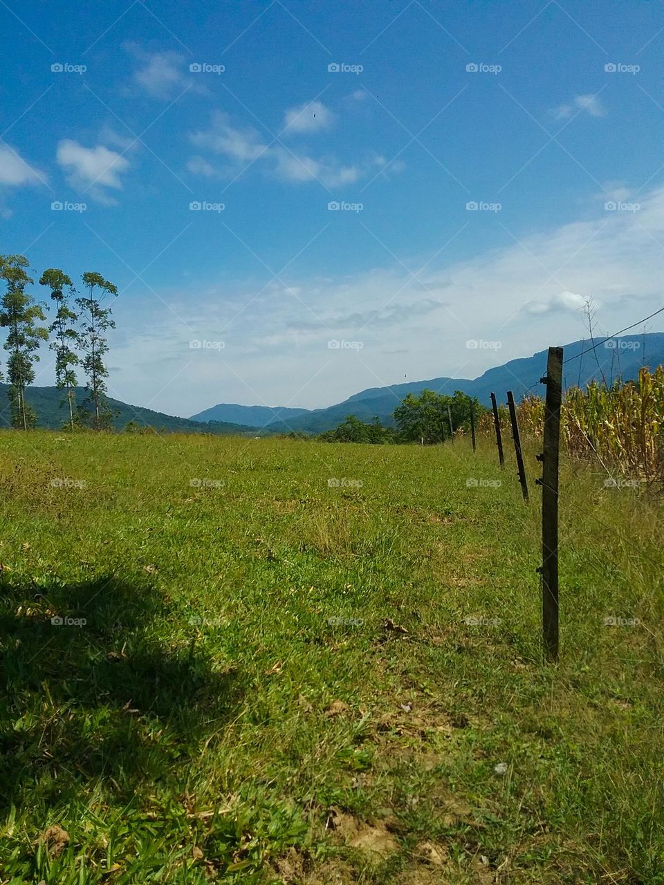 Campo ensolarado a beira da cerca.