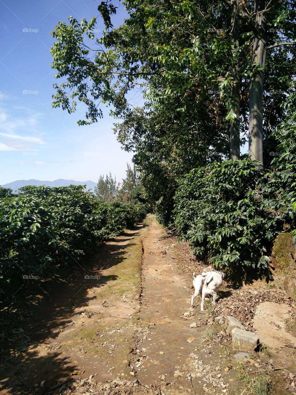 dog running forest