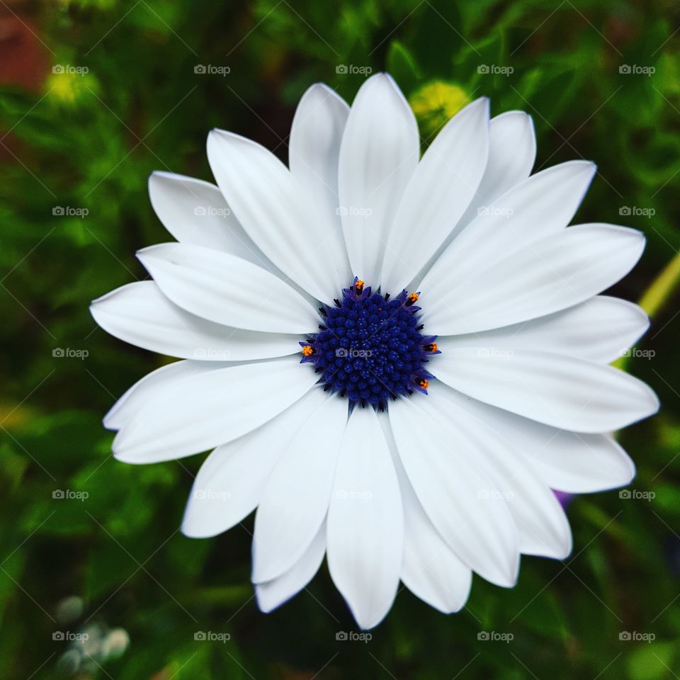 White African Daisy