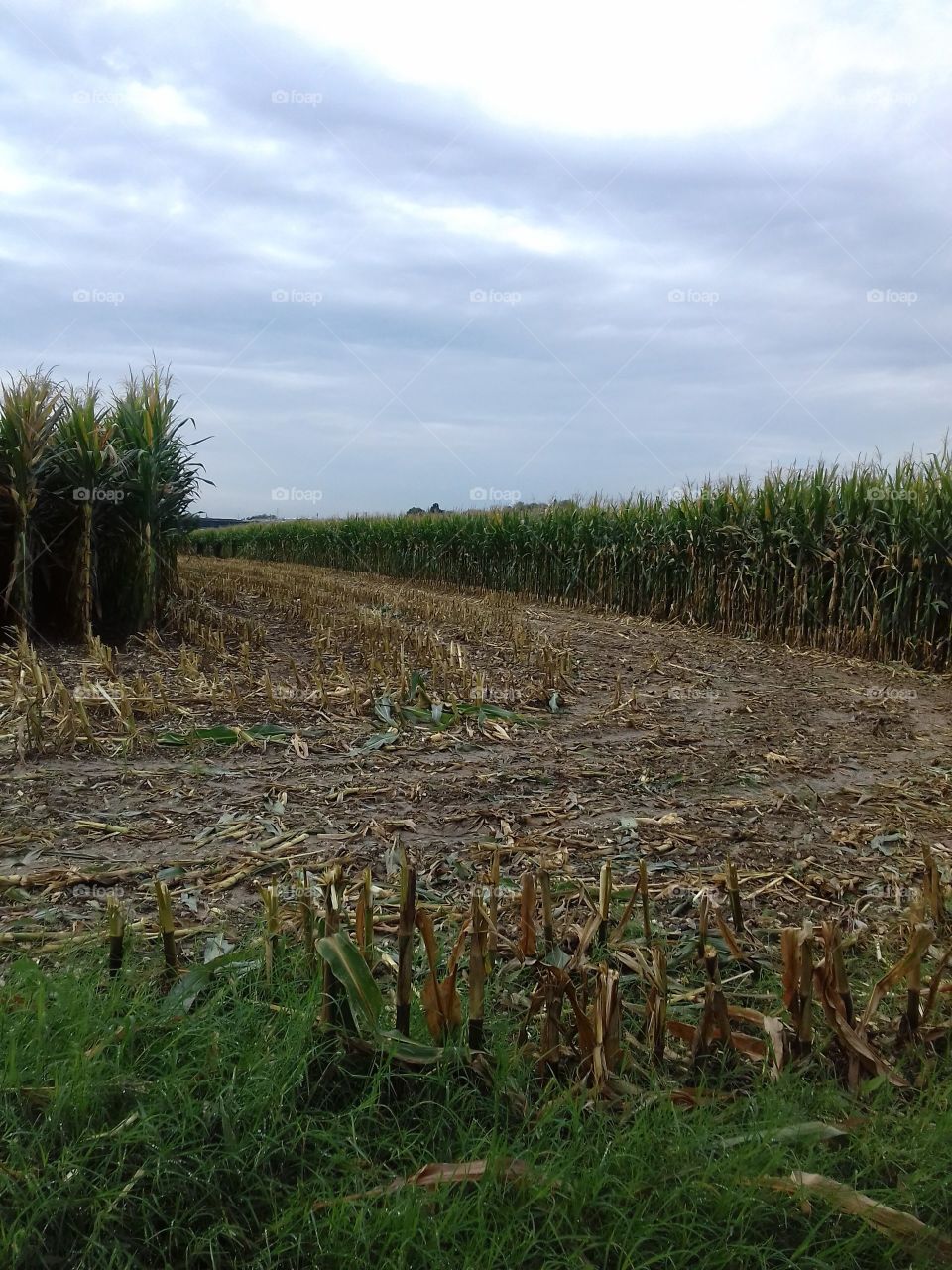corn path