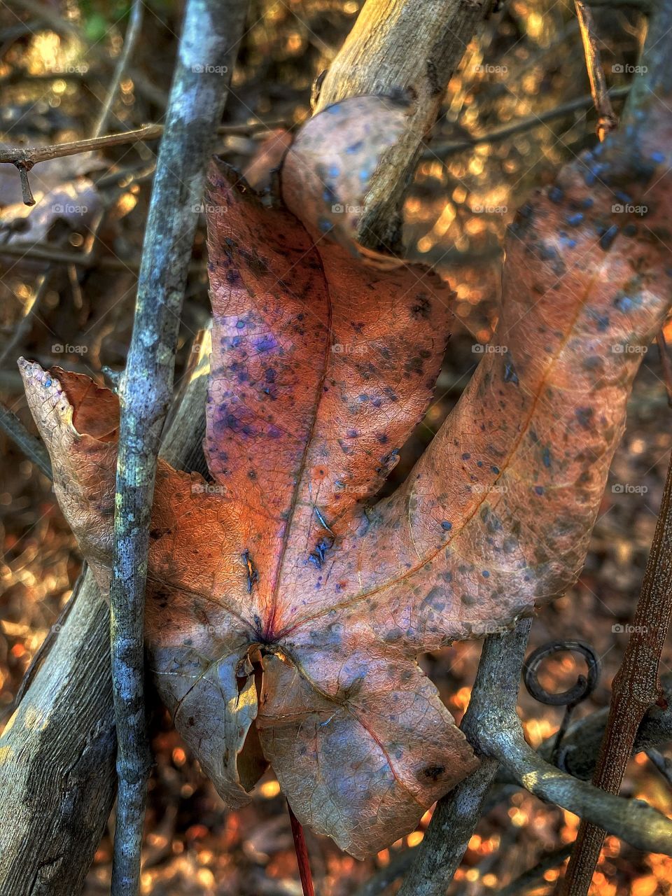 Curved Autumn Leaf