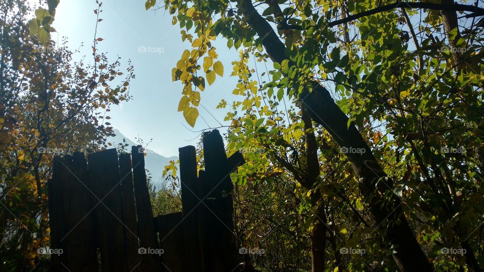 Tree, Fall, Leaf, Wood, No Person