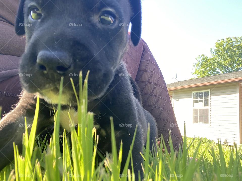 Athena on an adventure 