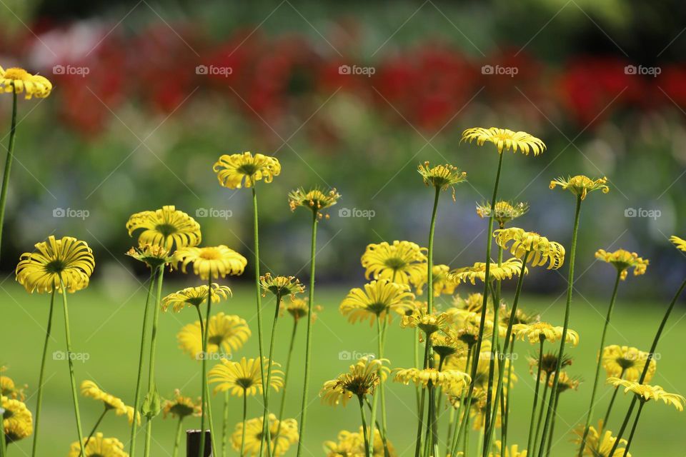 Yel flowers in springtime 