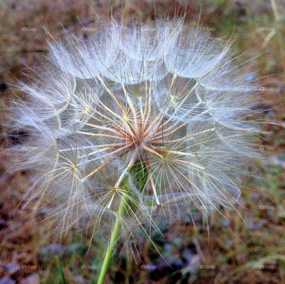 flowers plants white seeds by serenitykennedy